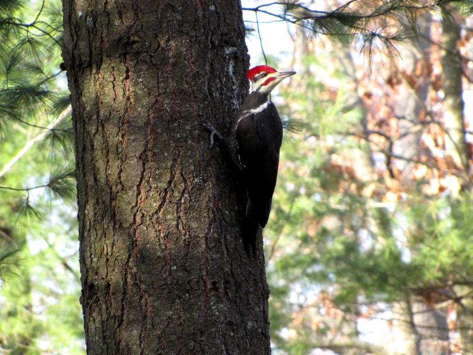 Pileated Woodpecker