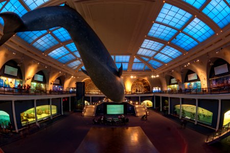 Blue Whale