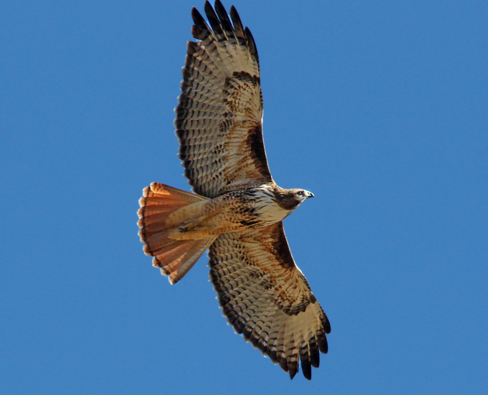 HAWK, RED-TAILED (12-8-10) santa gertrudis lane, scc, az -02