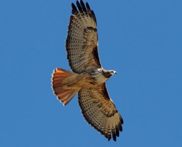 HAWK, RED-TAILED (12-8-10) santa gertrudis lane, scc, az -02