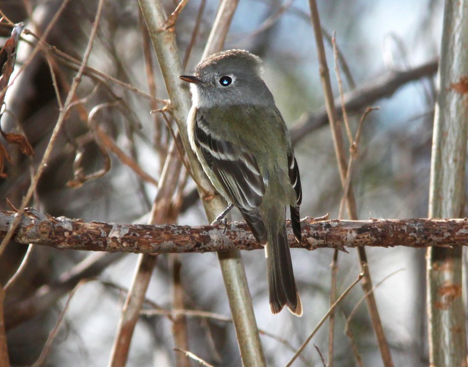 FLYCATCHER, HAMMOND'S (12-22-10) patagonia lake, scc, az -03