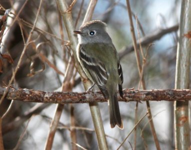 FLYCATCHER, HAMMOND'S (12-22-10) patagonia lake, scc, az -03