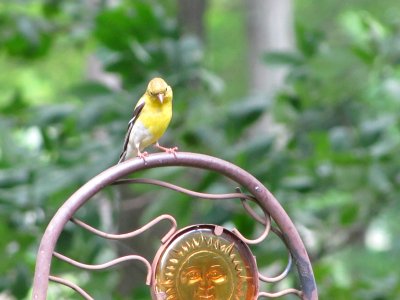 Female Goldfinch