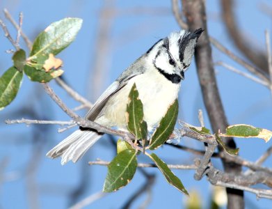 TITMOUSE, BRIDLED (12-10-10) slate-colored, flux cyn rd, scc, az -02