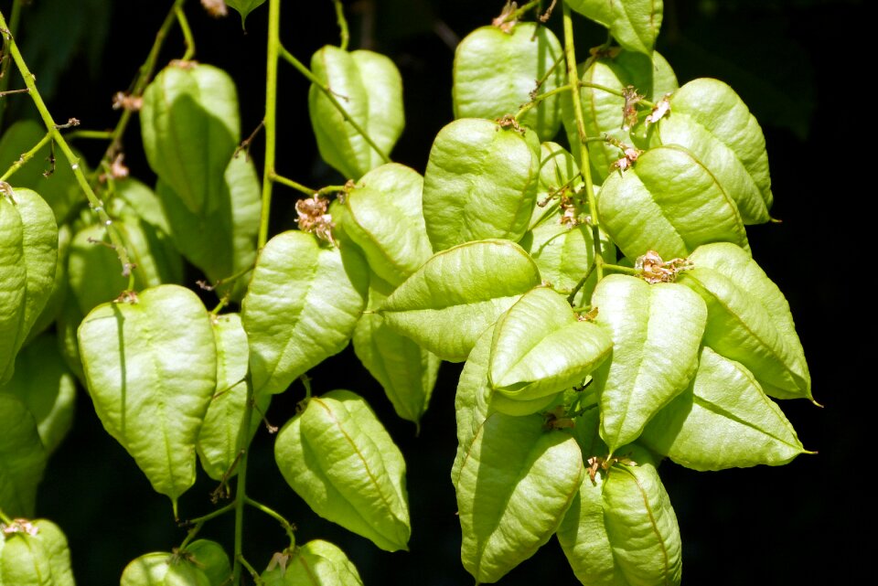 Garden plants fruits