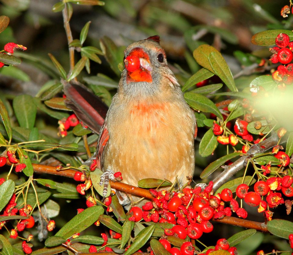 CARDINAL, NORTHERN (12-9-10) santa gertrudis lane, scc, az -01