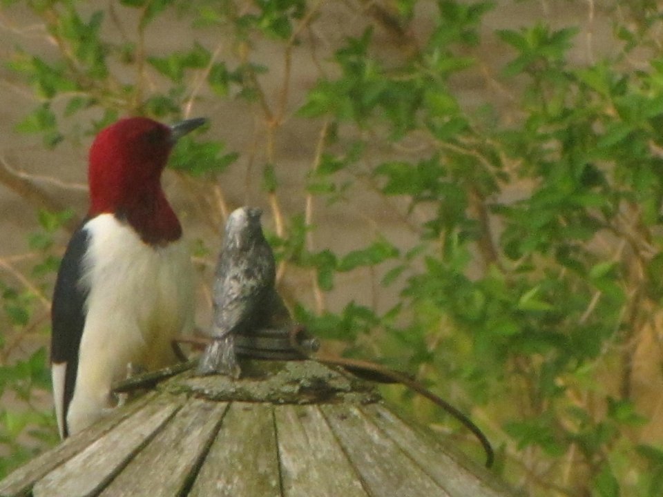Red-headed Woodpecker