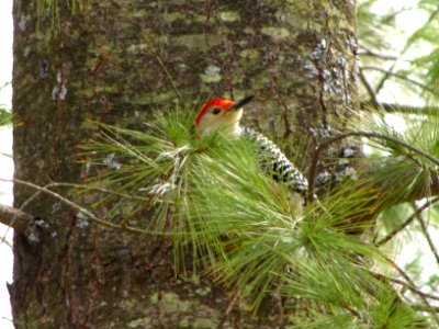 Woodpecker