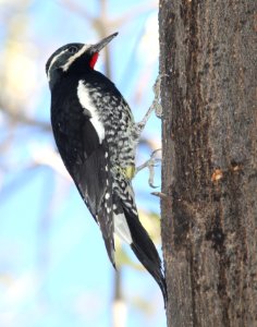 SAPSUCKER, WILLIAMSON'S (12-8-10) kino springs, scc, az -03