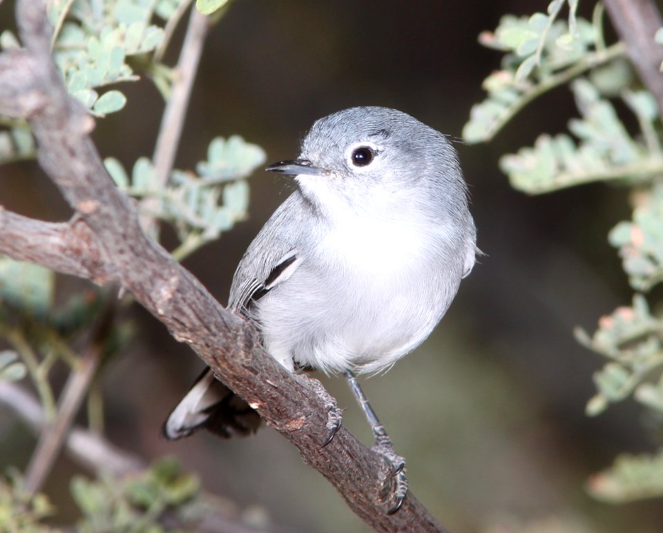 GNATCATCHER, BLACK-TAILED (12-3-10) west end, patagonia lake, scc, az -05