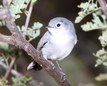 GNATCATCHER, BLACK-TAILED (12-3-10) west end, patagonia lake, scc, az -05