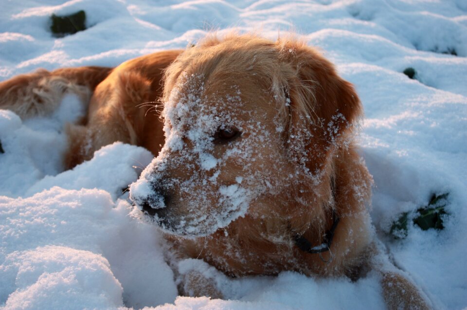 Dog walking white pet