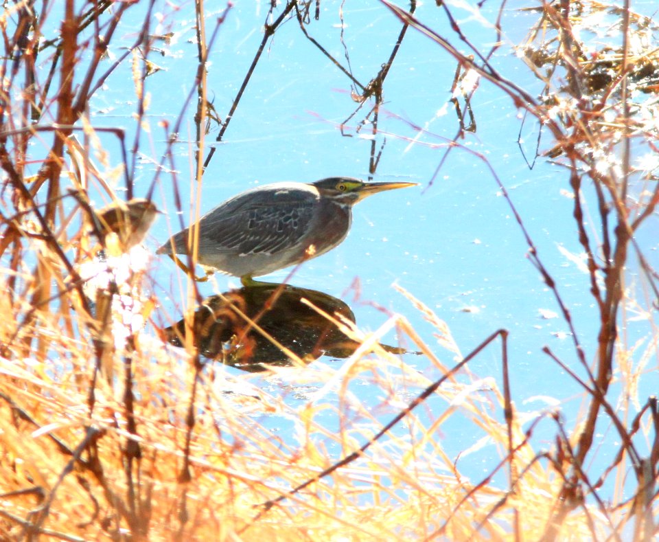HERON, GREEN (12-15-10) kino springs, scc, az -01
