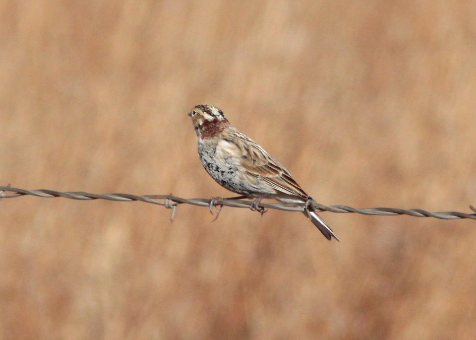 LONGSPUR, CHESTNUT-COLLARED (12-5-10) san rafael grasslands, scc, az -06b