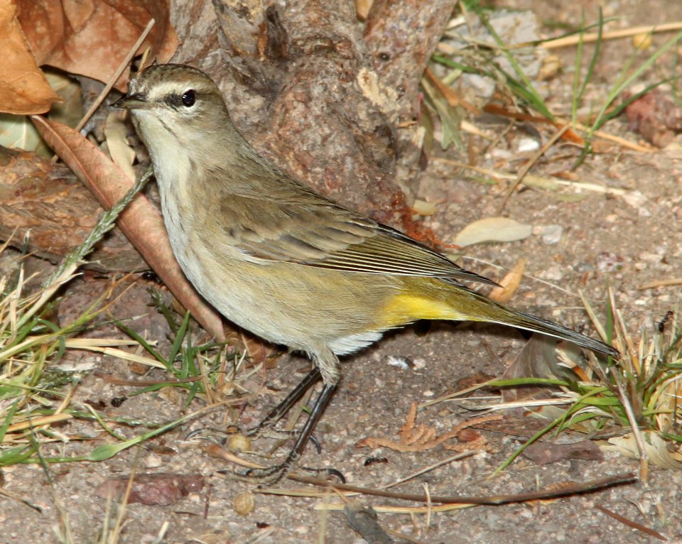 WARBLER, PALM (12-15-10) kino springs, scc, az -02b