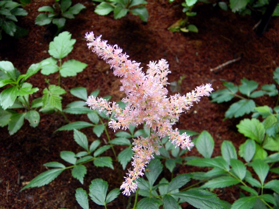 Flower flowers pink