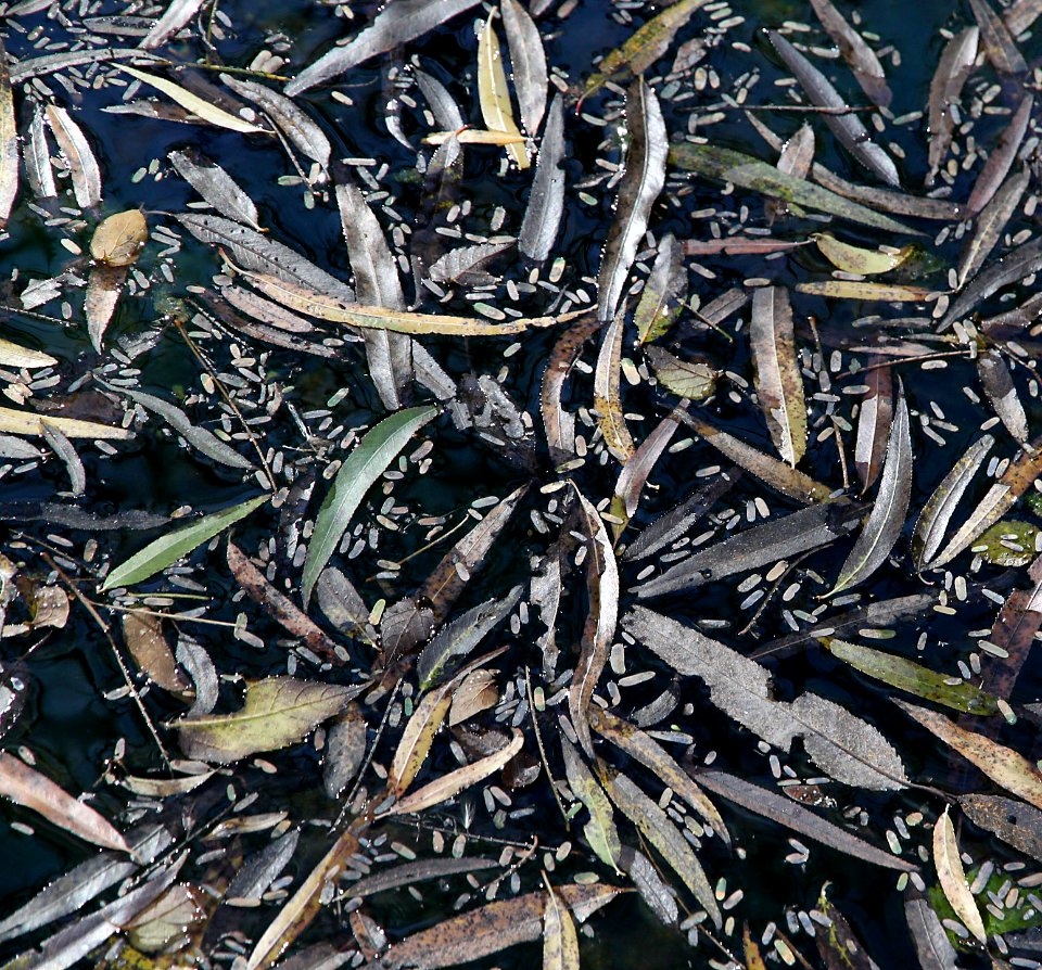 PATAGONIA LAKE STATE PARK, east end (11-18-10) -04 willow leaves on water
