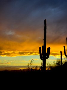 saguaro cactus silhouette in sunset photo