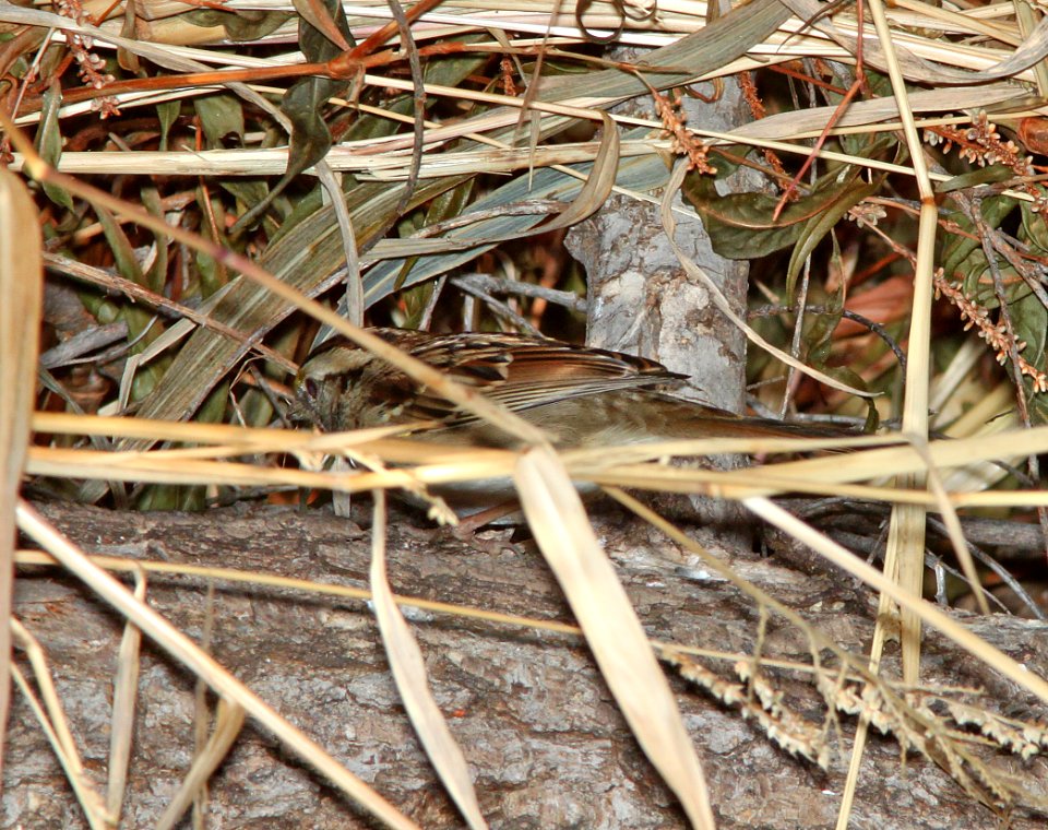 SPARROW, WHITE-THROATED (12-21-10) pena blanca lake, scc, az -01