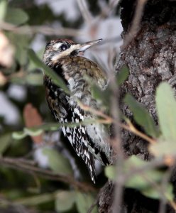 SAPSUCKER, YELLOW-BELLIED (12-31-10) pena blanca lake, scc, az -04
