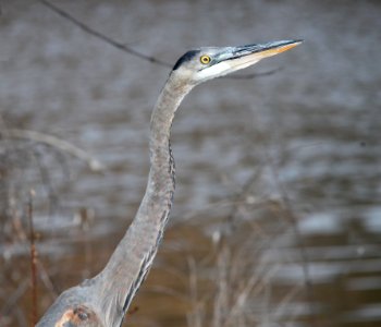 HERON, GREAT BLUE (12-31-10) pena blanca lake, scc, az -02