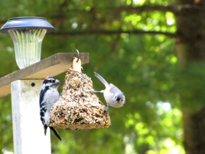 Downy and Titmouse 622