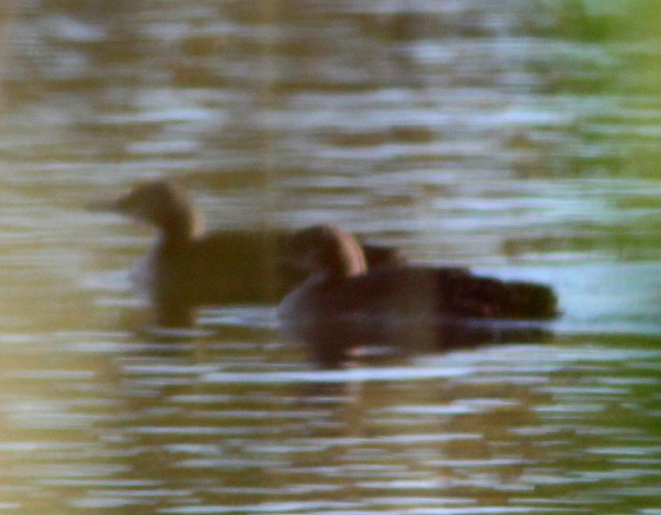 2 pacific loons (11-24-10) patagonia lake -02