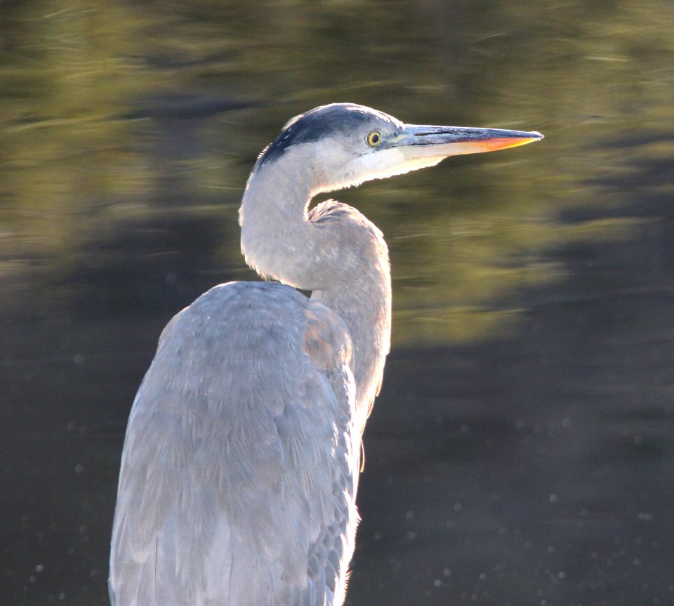 HERON, GREAT BLUE (12-11-10) pena blanca lake, scc, az -01