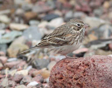 SPARROW, VERPER (11-28-10) 78 circulo montana, patagonia lake ranch estates, scc, az -05