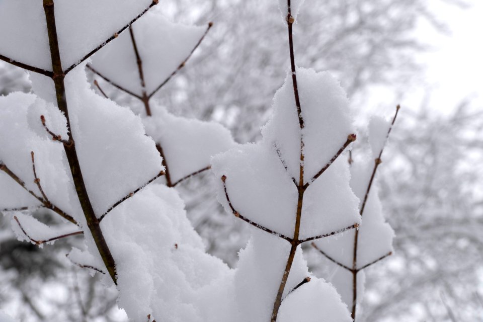 Snowy wave