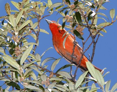 TANAGER, HEPATIC (5-1-11) humboldt cyn, scc, az -02