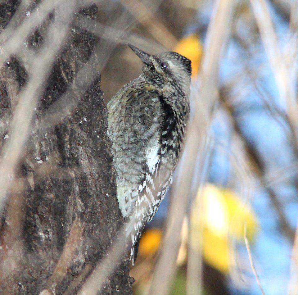 SAPSUCKER, YELLOW-BELLIED (12-1-10) imm, blue haven rd, patagonia, scc, az -02