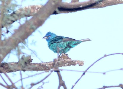 BUNTING, INDIGO (8-23-10) sonoita creek, patagonia, scc, az -01