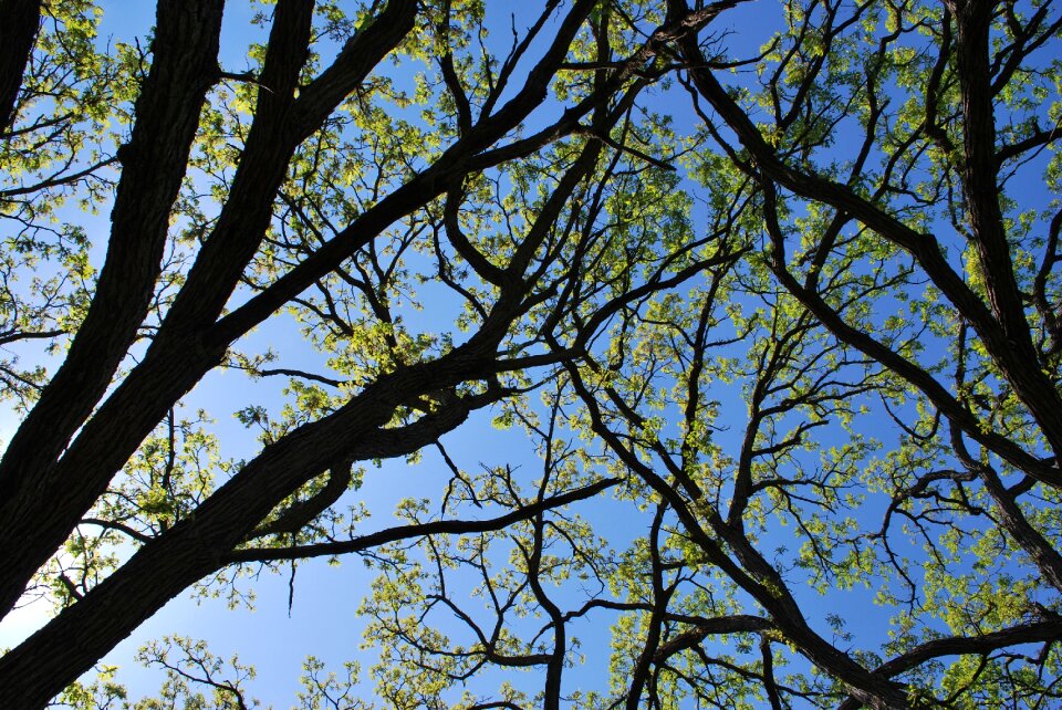 Wood oak tree natural