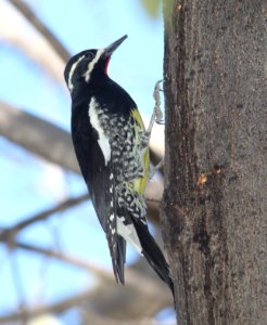 SAPSUCKER, WILLIAMSON'S (12-8-10) kino springs, scc, az -04