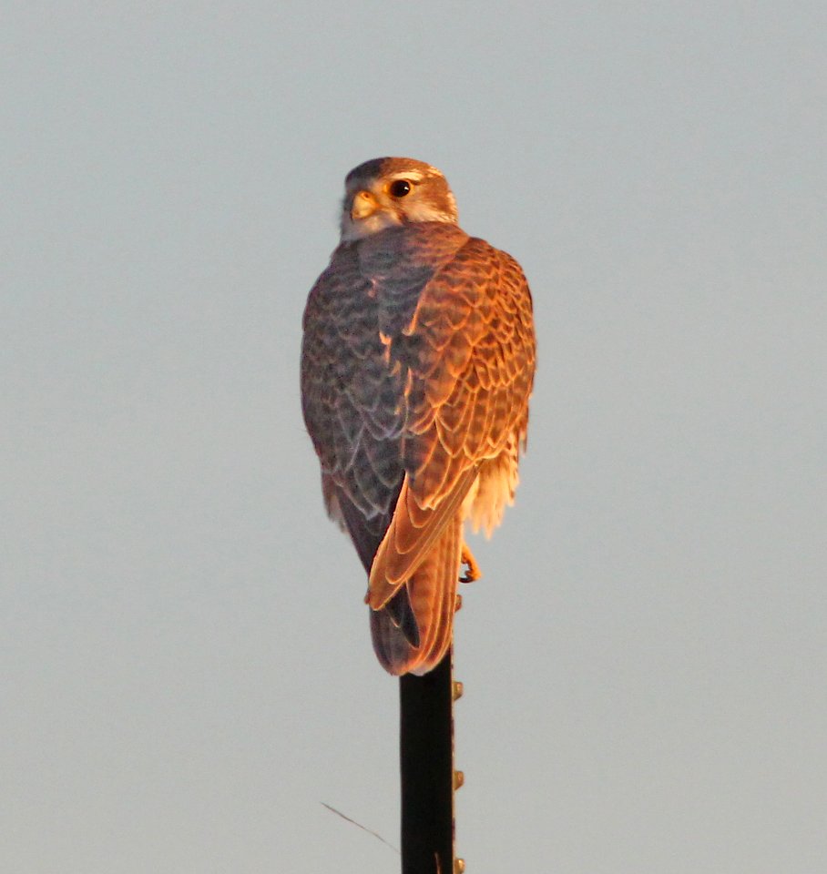 FALCON, PRAIRIE (12-5-10) san rafael grasslands, scc, az -01
