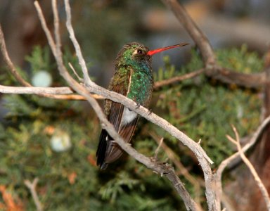 HUMMINGBIRD, BROAD-BILLED (6-18-09) madera cyn -01