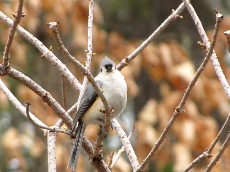 Titmouse