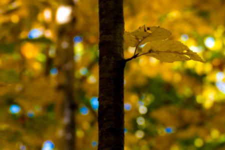 Autumn Gold