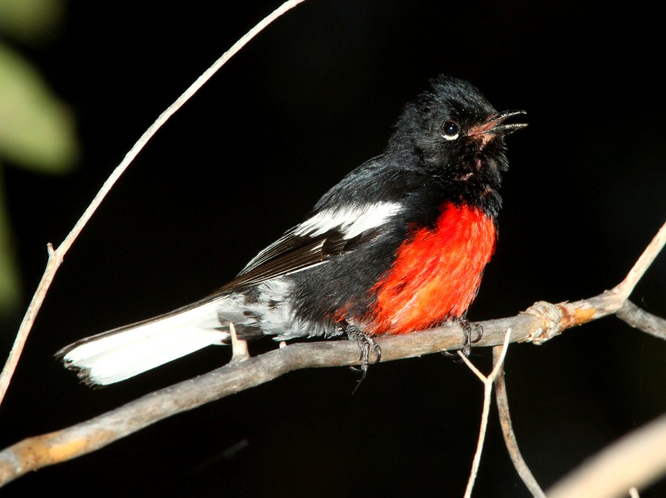 REDSTART, PAINTED (7-29-09) az -02