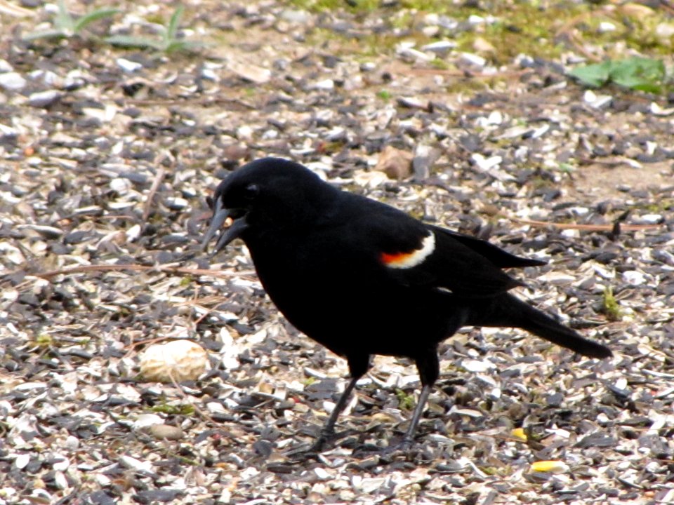 Red-Winged Blackbird