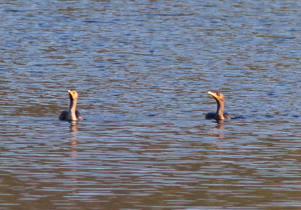 CORMORANT, DOUBLE-CRESTED (9-21-10) west end, pat lake state park, scc, az -01
