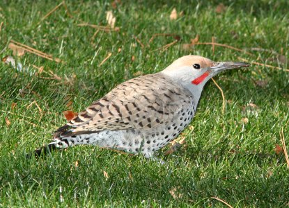FLICKER, GILDED (12-15-10) kino springs, scc, az -03