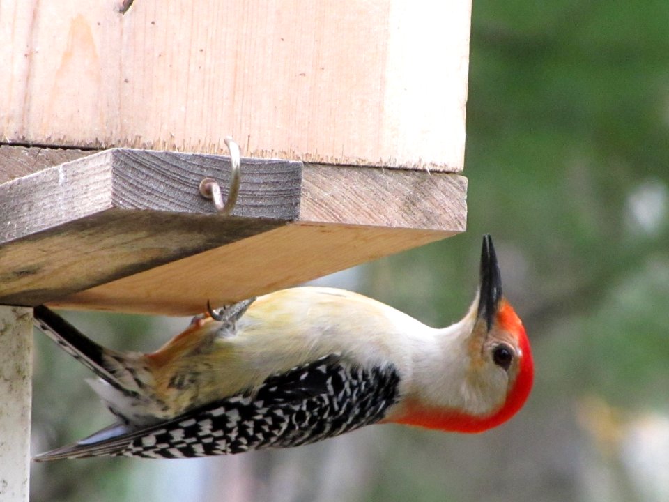 Woodpecker