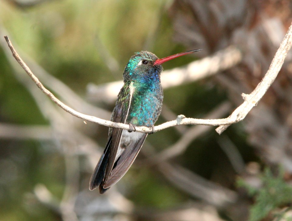 HUMMINGBIRD, BROAD-BILLED (6-18-09) madera cyn -06