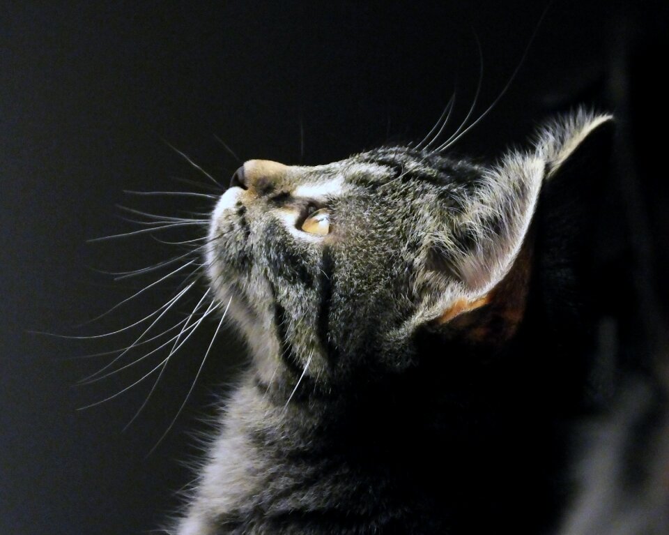 Kitten portrait tabby photo