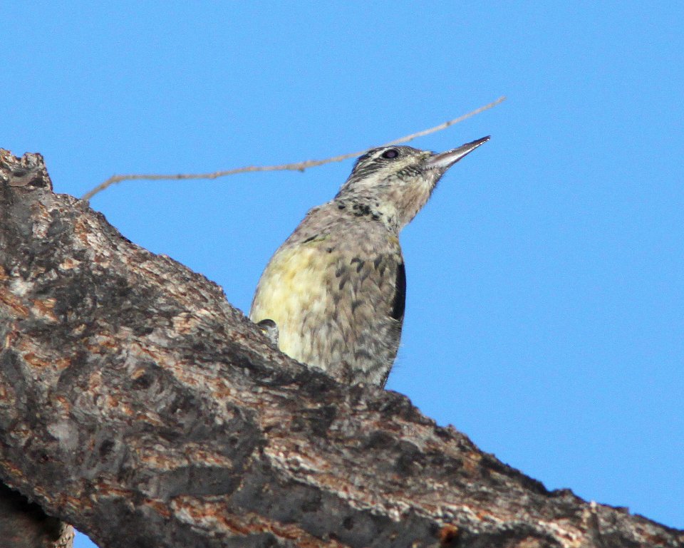 SAPSUCKER, YELLOW-BELLIED (11-17-10) juv, blue haven rd, patagonia, scc, az -08