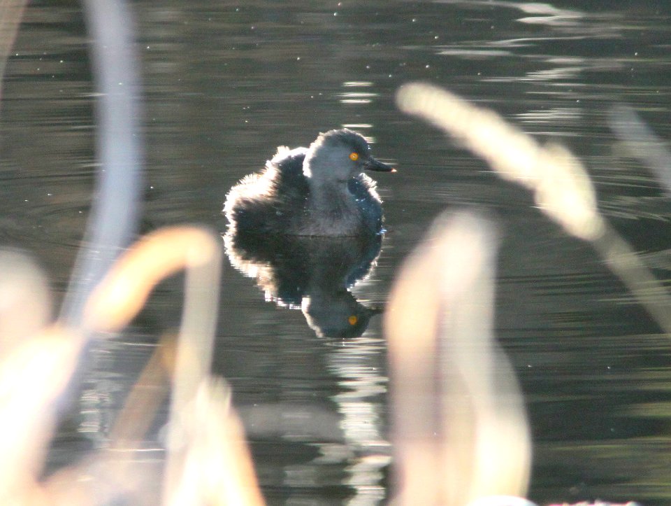 GREBE, LEAST (12-11-10) pena blanca lake, scc, az -01