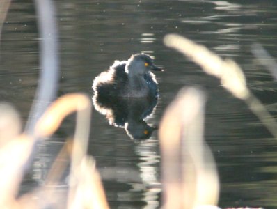 GREBE, LEAST (12-11-10) pena blanca lake, scc, az -01
