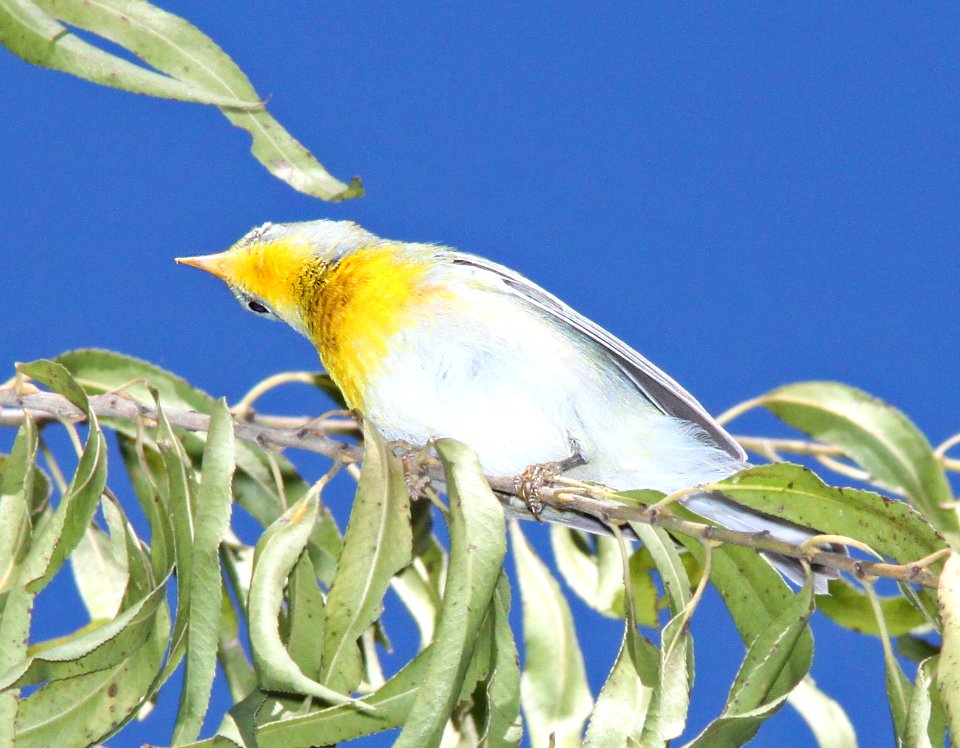 PARULA, NORTHERN (11-1-10) fem, patagonia lake, scc, az -04